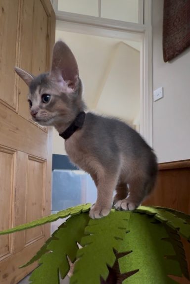 Ziggy - 3 Oct 26