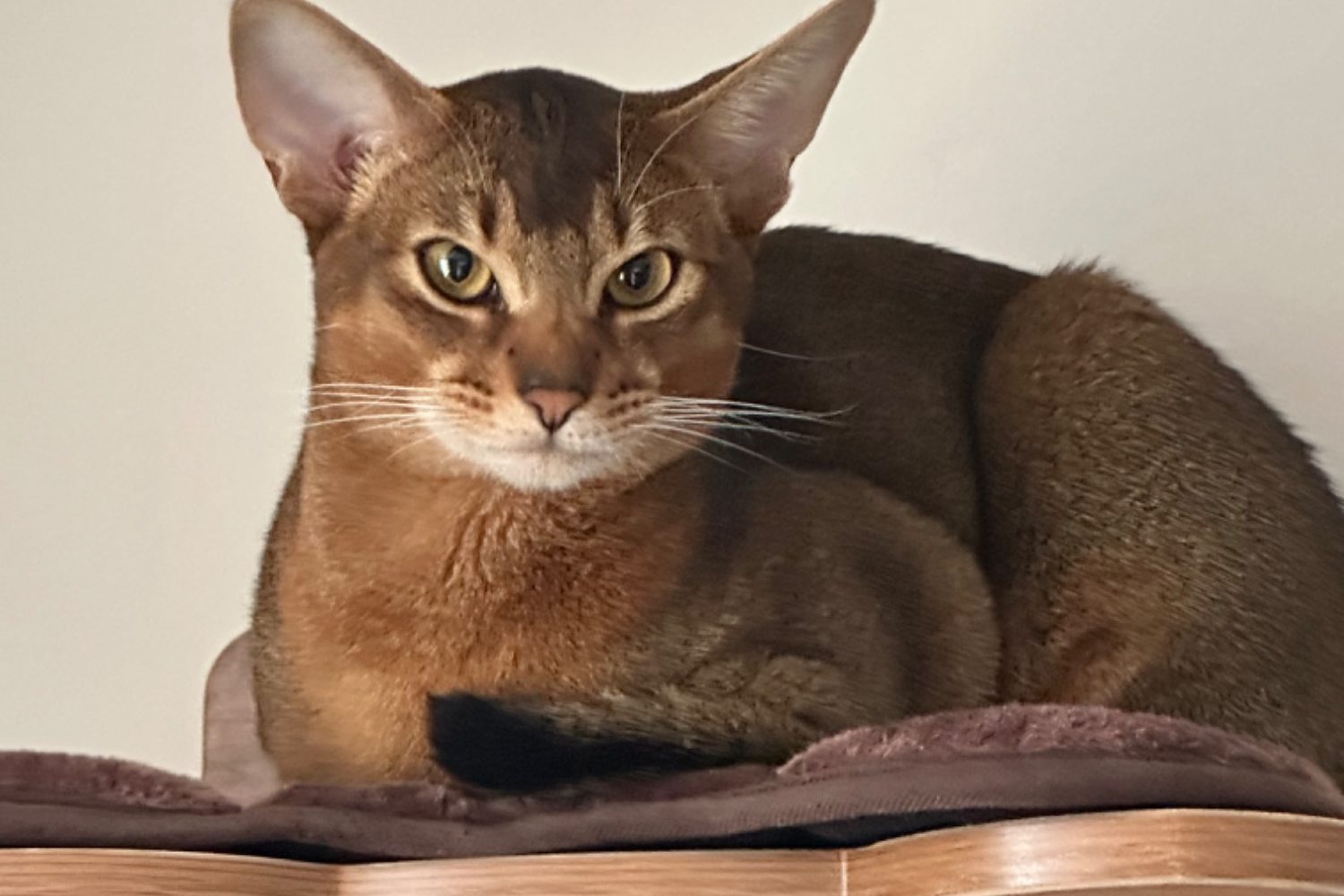 Abyssinian cat for sale discount
