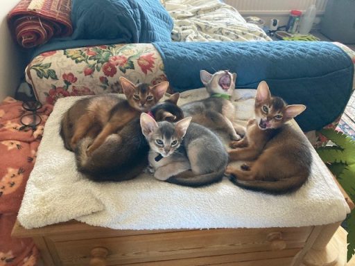 Waking kittens - 2 Oct 26
