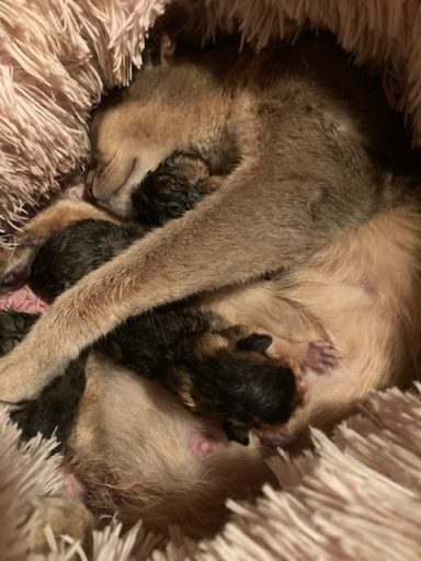 Minnie & her Newborns - 24 Jul 26