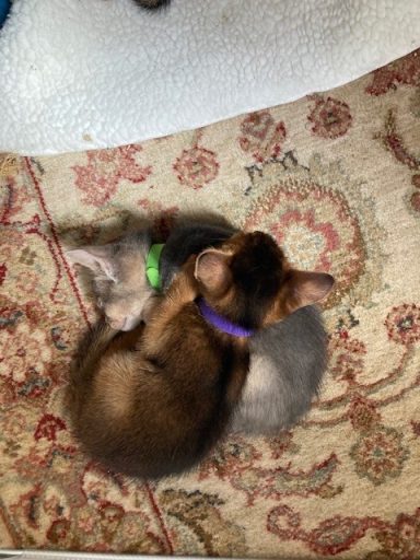 Penny & Owen - 21 Sep 26
