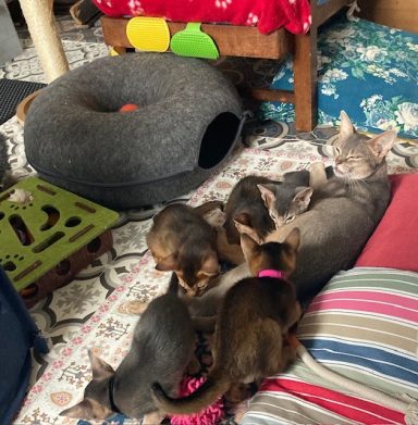 Rosie & kittens- 11 Oct 26