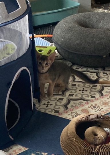 Ziggy - 9 Oct 26