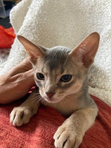 Sven - 9 Oct 26 - 11 weeks