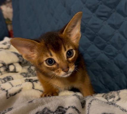 Baily (aka Percy) - 28 Sep 26