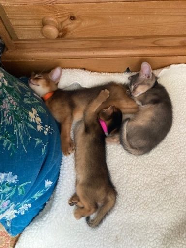 Baily, Ziggy & Annie - 21 Sep 26