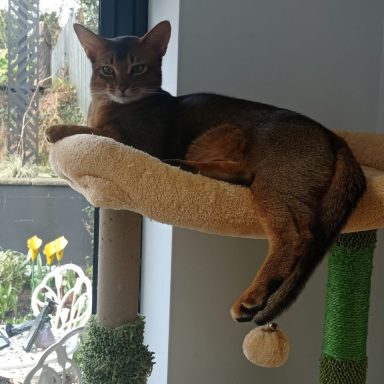 Charlie aka Samson - handsome lad Charlie aka Samson - handsome lad