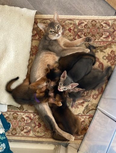 Rosie feeding her kittens - 28 Sep 26