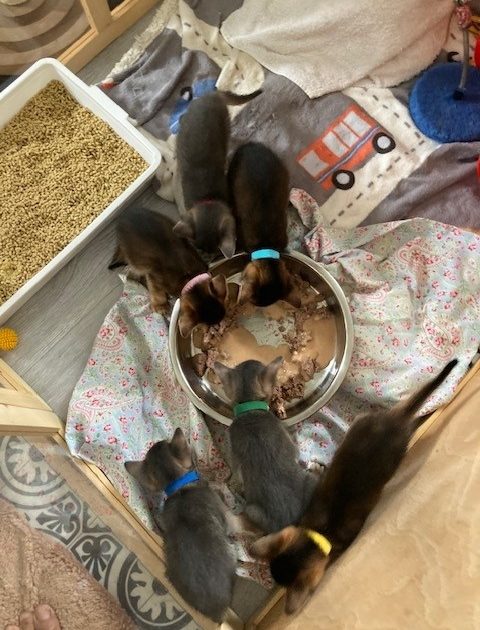 Girls looking for loving forever homes