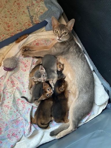 Rosie & kits - 6 Sep 26