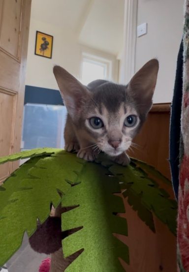 Ziggy - 3 Oct 26