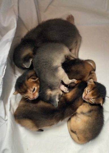 Rosie’s litter - 26 Aug 26 Rosie’s litter - 26 Aug 26