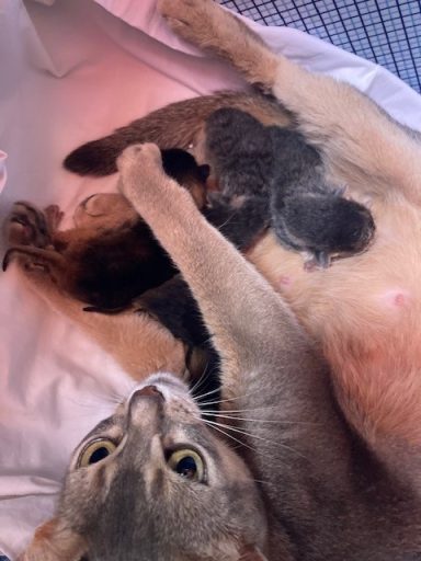 Rosie’s 3rd litter - 13 Aug 26