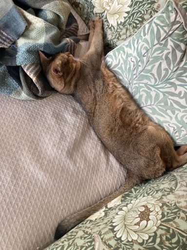 Dixie - 16 Jul 26