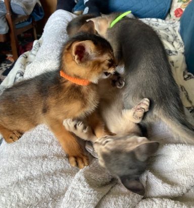 Baily, Owen & Ziggy playing - 29 Sep 26