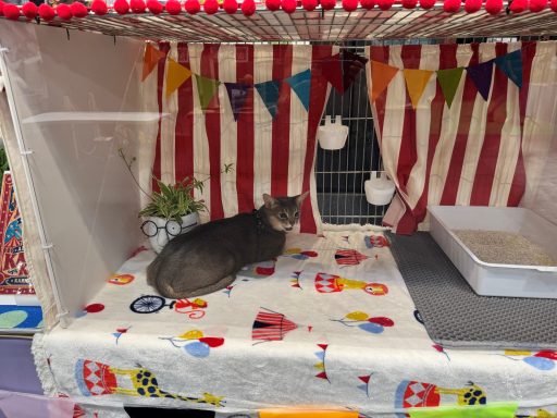 The Cat Show Live - 12 Sep 26 The Cat Show Live - 12 Sep 26