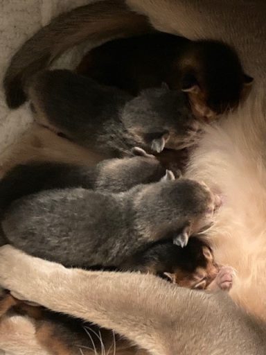 Kittens - 26 Jul 26