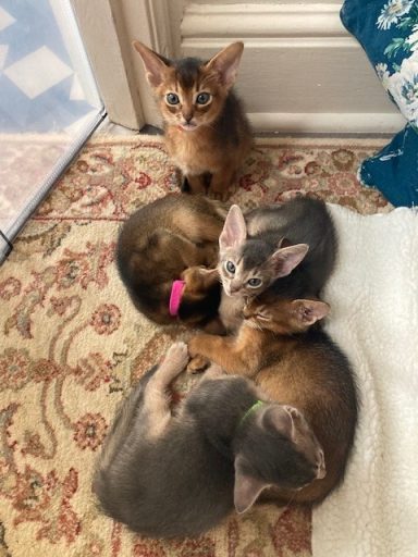 Baily and his siblings - 27 Sep 26