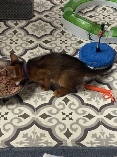 Penny - 9 Oct 26