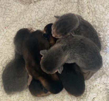 Kitten Bundle - 25 Jul 26