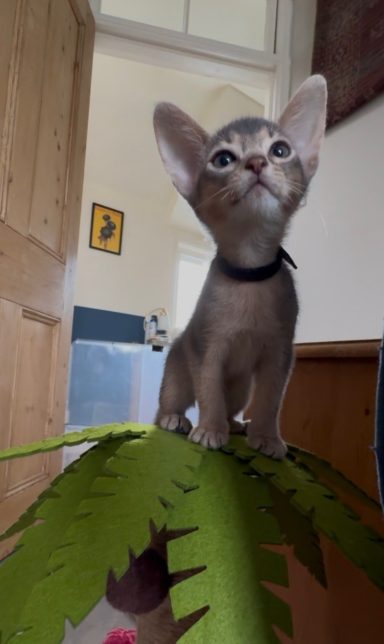 Ziggy - 3 Oct 26