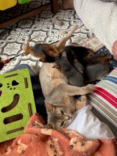 Rosie & kits - 15 Sep 26