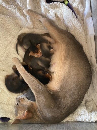 12 days old - 5 Aug 26