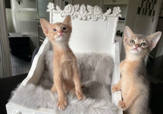 Rosie & Simba as kittens 2022