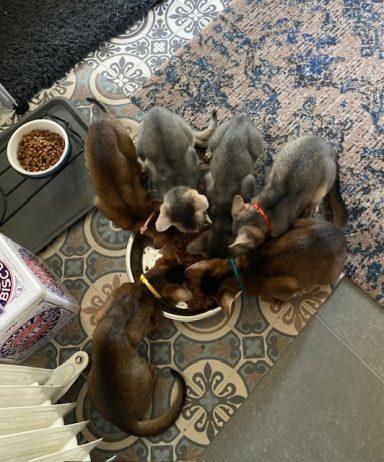 Litter 7 - 14 Oct 26