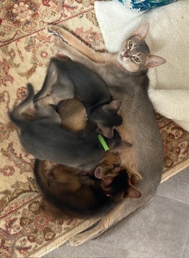 Owen (green) & 3 of his siblings -3 Oct 26