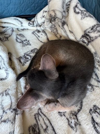Ziggy - 17 Oct 26