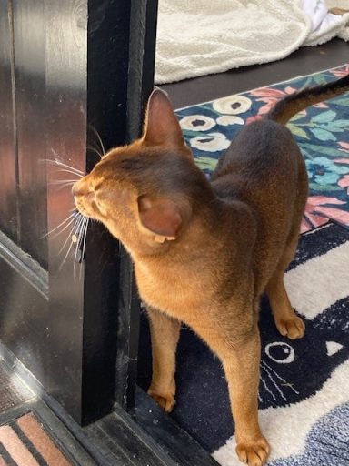 Huey greeting Minnie - 21 May 26
