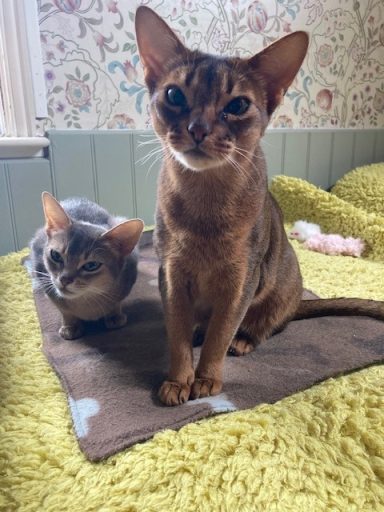 Pimmy & Rosie - 4 May 26