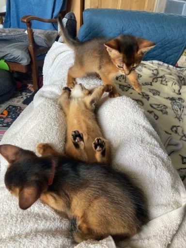 Kitten games - 30 Sep 26