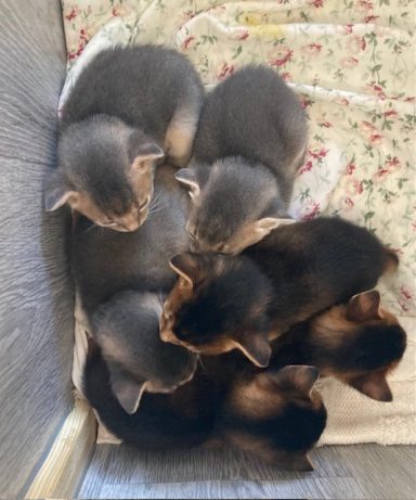 Minnie’s litter - 13 Aug 26
