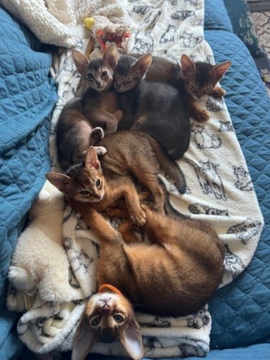 Litter 8 - 19 Oct 26