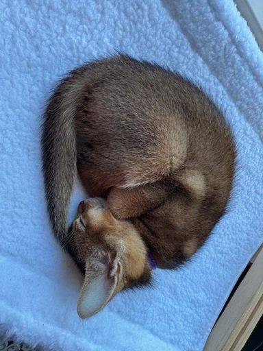 Penny - 17 Oct 26
