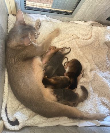 Minnie & kits - 29 Jul 26