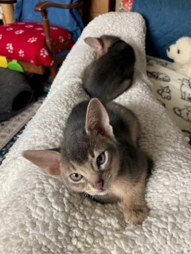 Owen & Ziggy - 11 Oct 26