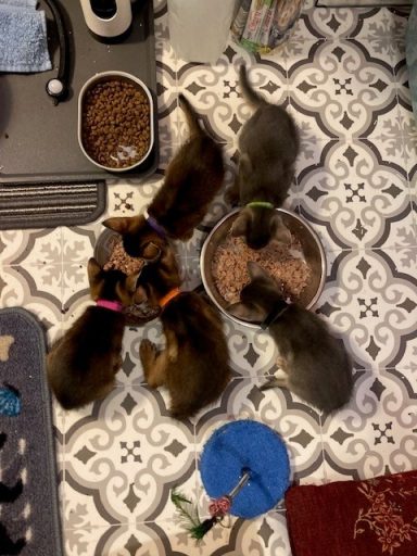 Litter 8 - 25 Sep 26