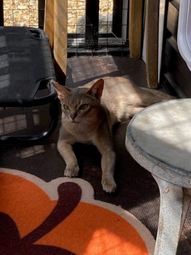 Minnie enjoying the shade in Huey’s verandah - 21 May 26
