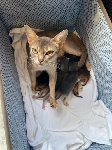 Rosie feeding her kittens - 25 Aug 26 Rosie feeding her kittens - 25 Aug 26