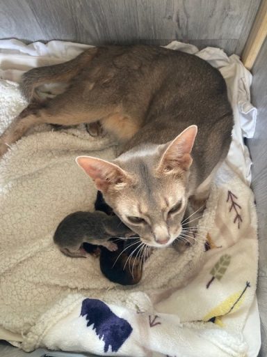 Minnie with kittens - 24 Jul 26