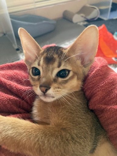 Greta - 9 Oct 26 - 11 weeks