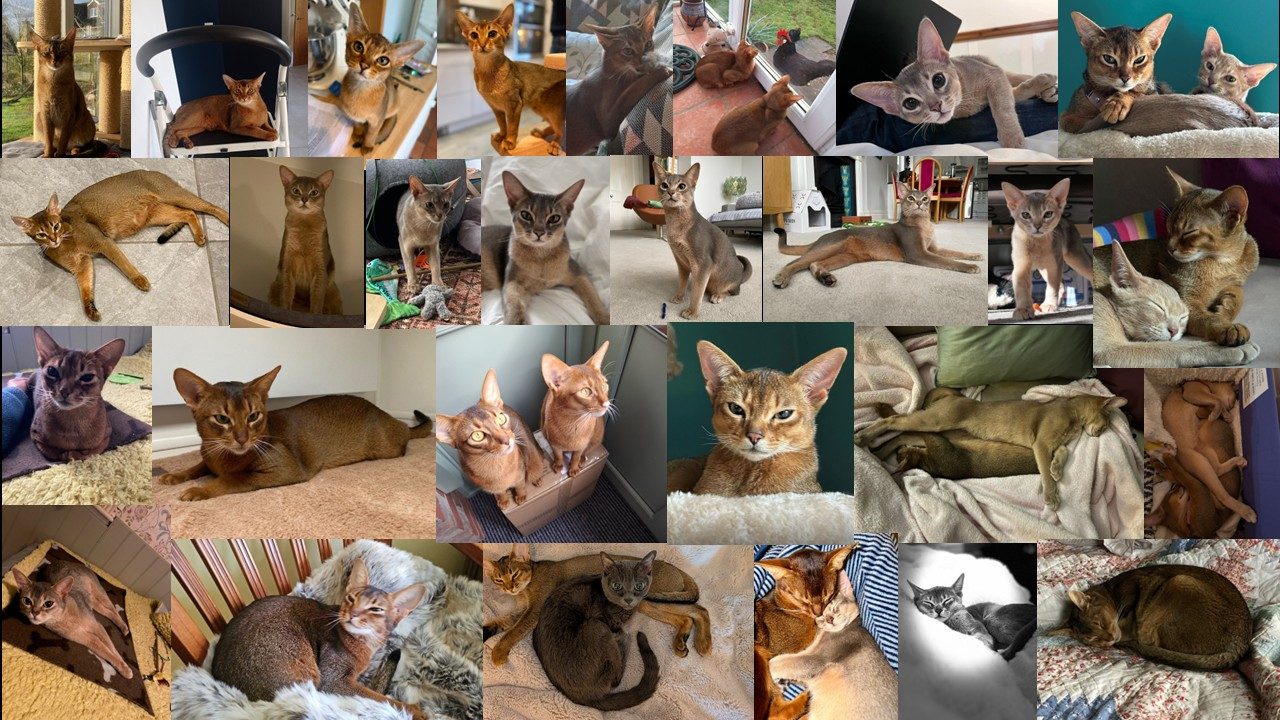 Abyssinian family