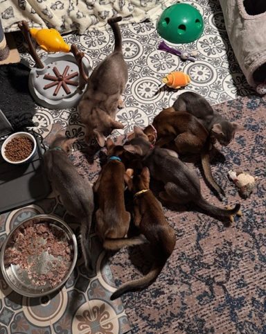 Litter 7 - 17 Oct 26