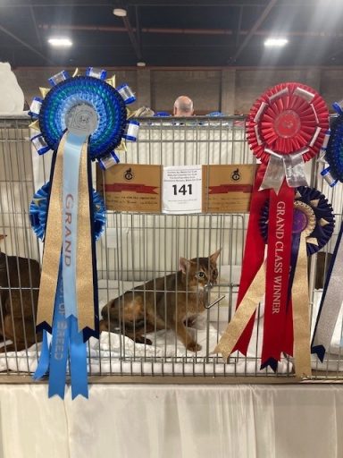 Fenny awarded her qualifying Grand Champion certificates - 23 May 26