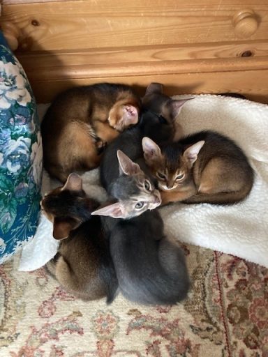 Kittens having a duvet day 🥰❤️😻- 7 Oct 26