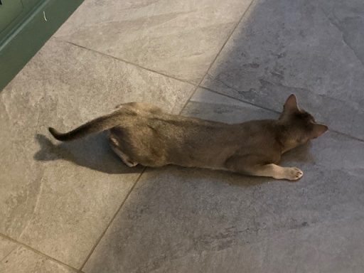 Minnie in call - 20 May 26