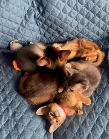 Cute kittens - 28 Sep 26